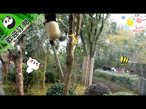 《熊貓早晚安》胖達高處跌落驚險瞬間 | iPanda Channel