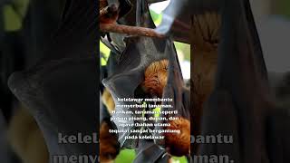 Tahukah Kalian!!! Beberapa Fakta Unik Tentang Kelelawar??