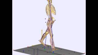 Musculoskeletal modelling of gait in a treadmill