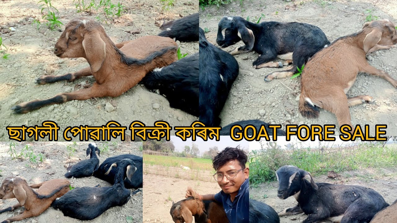 ছাগলী পোৱালি বিক্রী কৰিম GOAT FORE SALE ASSAM #hirak111 #goat #fore #sale #goatsale #goatfarming #21