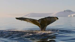 Antarctica: Life Emerging