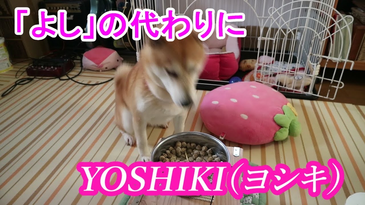柴犬小春 朝食時の よし を Yoshiki ヨシキ 他 X Japannメンバーで言ってみたら Youtube