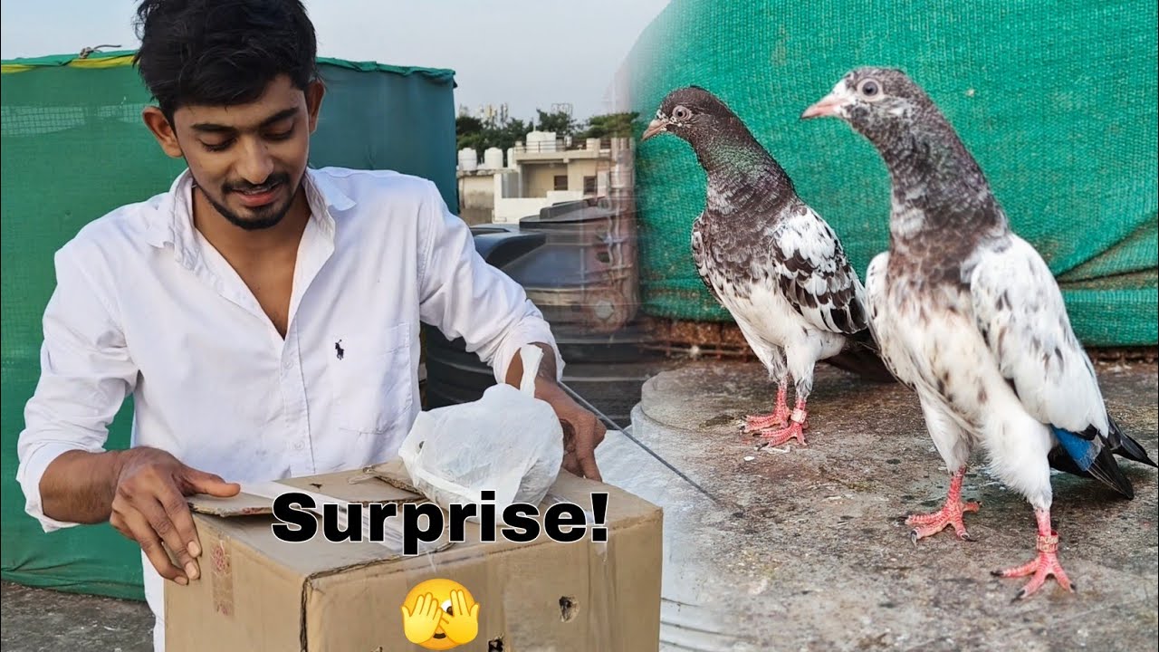 Teddy Kabootar Aagye + Surprise 😍