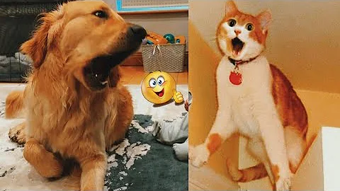 Video 5560701: cat dog fight cute, cat fight animals, cute baby dogs cats