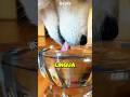 🤔 cachorros e gatos bebem água IGUAL?