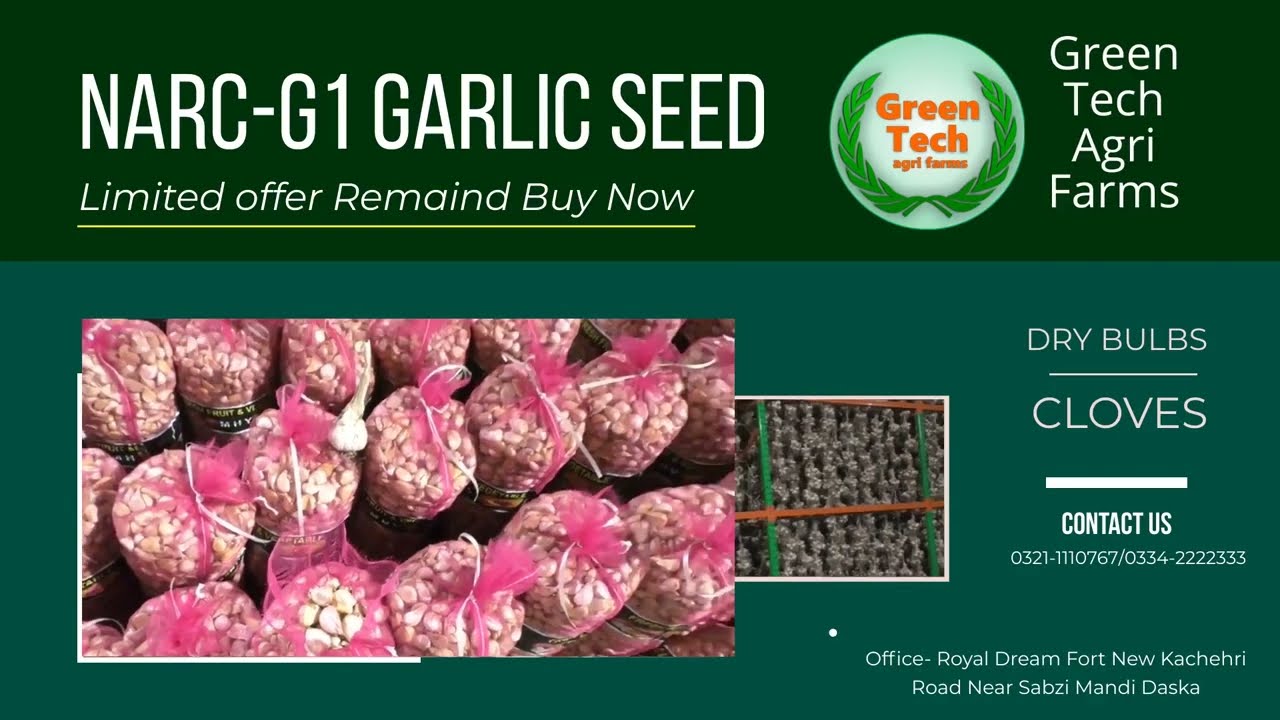 NARC G1 Garlic Best Quality Seed Buy From Green Tech Agri Farms