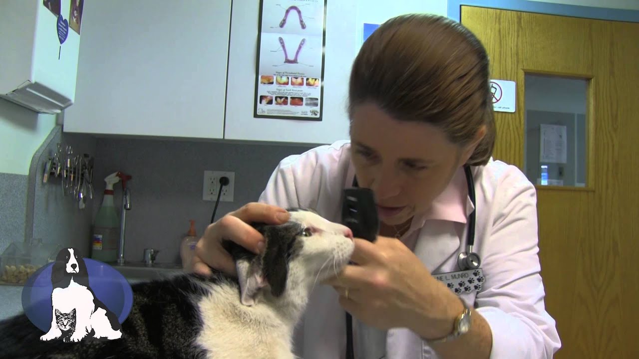 Baldwin Animal Hospital, Baldwin NY YouTube