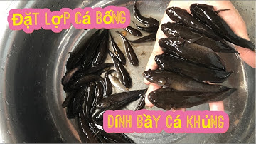 đặt lợp cá bống|| Dính bầy cá khủng || cá Bống dừa|| BìnhAnVlog