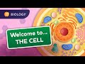 A Tour of the Cell: Crash Course Biology #23