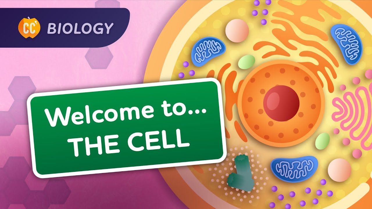 A Tour of the Cell: Biology #23
