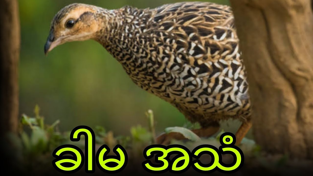 ခါမ အသံ #francolin #patridge