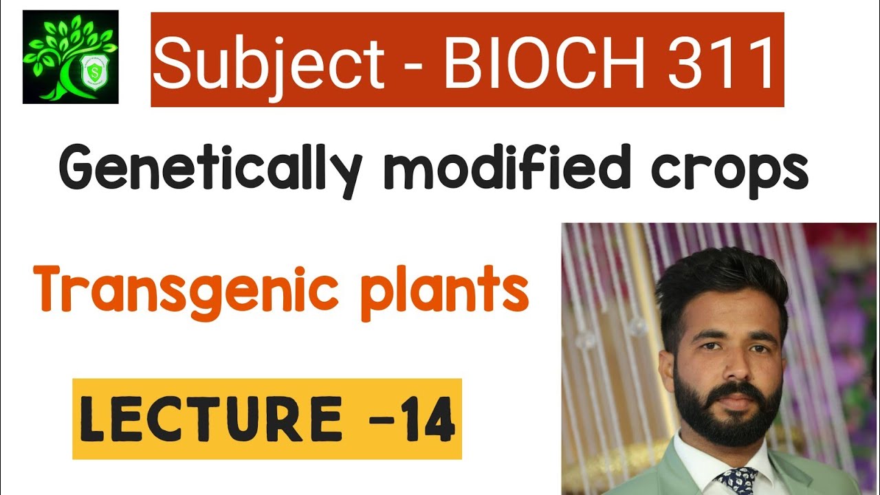 transgenic plants| genetically modified crops | bioch 311 | bsc Agriculture | biotechnology