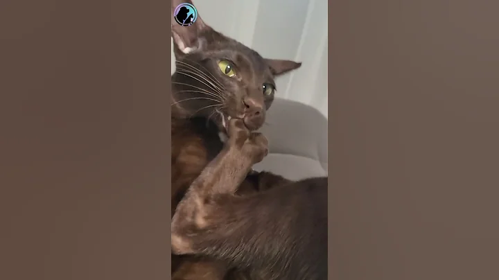 Watch the video about ‘These Yummy Paws…’