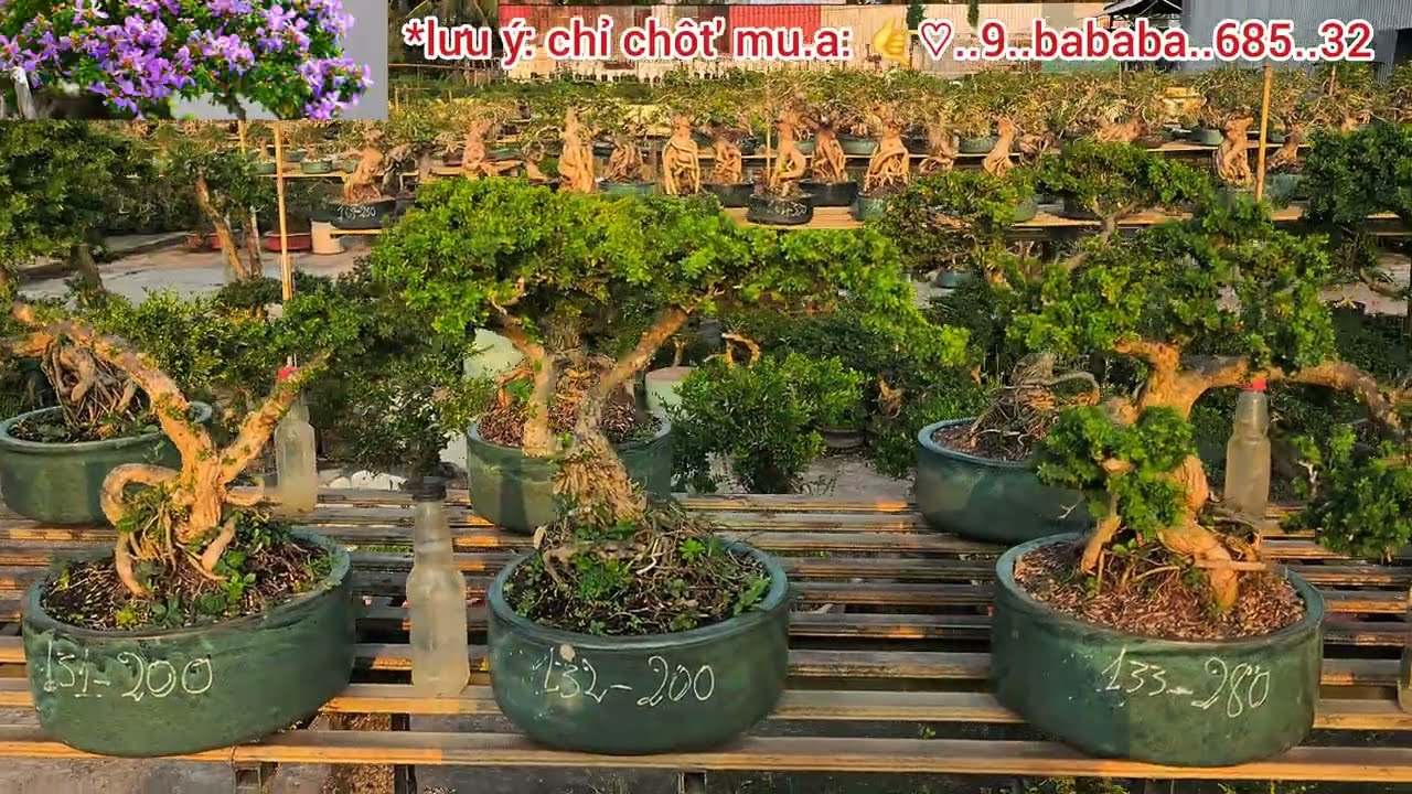 P3/4 Cập Nhật Bonsai Linh Sam Rí Giá 1/2 TT 😊0933368532🌲nuitraihuonguyetquehongocmaichieuthuykimquyt
