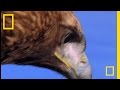 Golden Eagle vs. Hare | National Geographic