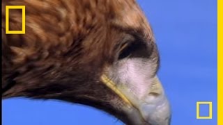 Golden Eagle vs. Hare | National Geographic