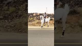 حصان ابيض يرقص 😳ويدبك#shorts