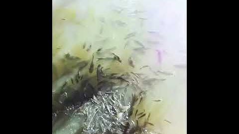 Cá Bỗng (Cá Dốc) đồng bào thái thanh hóa