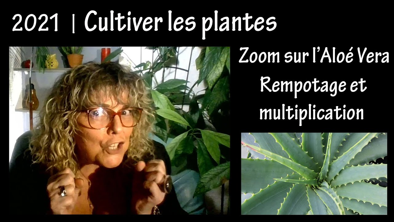 Culture et entretien des plantes | Zoom sur l'Alo Vera - Rempotage et  multiplication | Tuto 2021