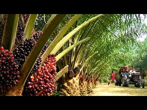 Vidéo: Le palmier à huile où pousse-t-il ?