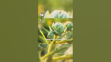 Hoa atiso có tác dụng gì, công dụng của Atsio với sức khỏe không nên bỏ qua  #tamkhoedep