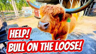 Help! Our Highland Bull is on the Loose! by Junod Acres Homestead 3,547 views 1 month ago 8 minutes, 43 seconds