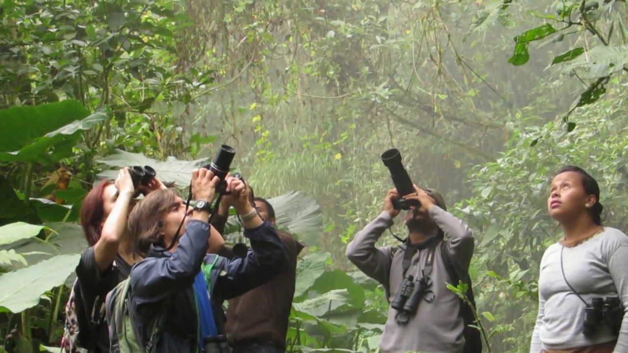 Birding Risaralda Colombia - Apiatierradeaves
