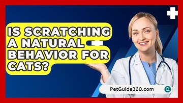 Is Scratching A Natural Behavior For Cats? - PetGuide360.com