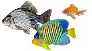 fish ASL