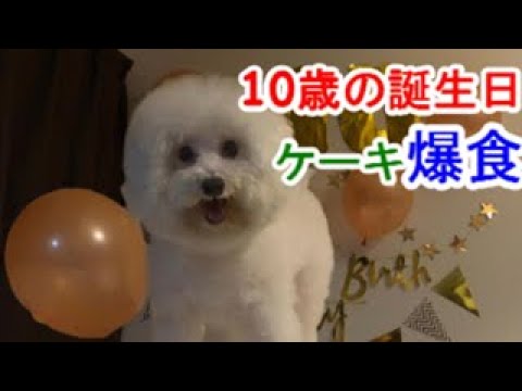 トイプードル バースデーの歌を無視してケーキを爆食いする犬 A Dog Benjamin Eating Cake By Ignoring Birthday Song Youtube