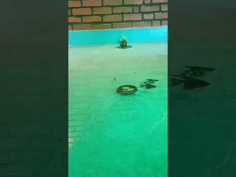 inside fish pond