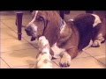 Basset Hound Babies Meet Daddy! Way Too Cute!