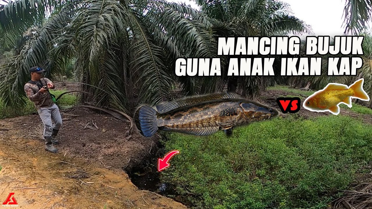Memancing Ikan Bujuk guna Anak Ikan |  Bujuk Pertama Aku!!!