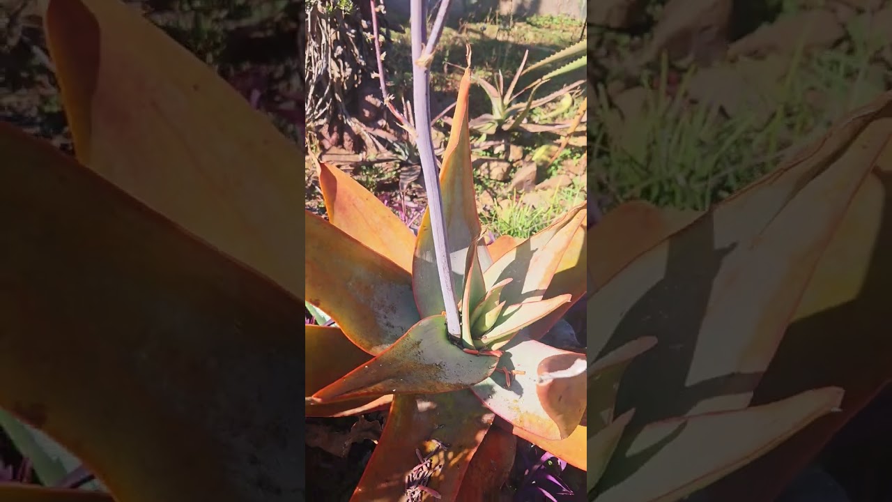 Aloe striata, coral aloe 