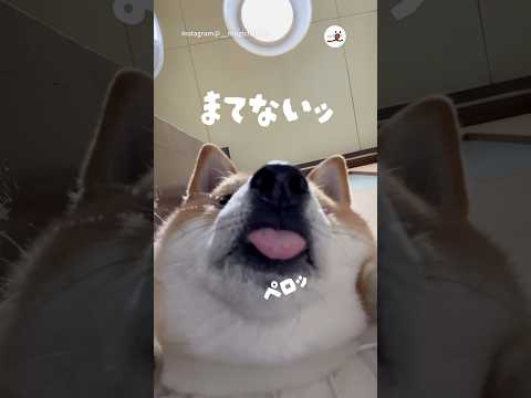 下からアングルも絶景✨｜PECO #柴犬 #赤柴 #茶柴 #柴犬のいる暮らし #柴犬大好き #shiba #shibainu #shibainulife #shibainulove