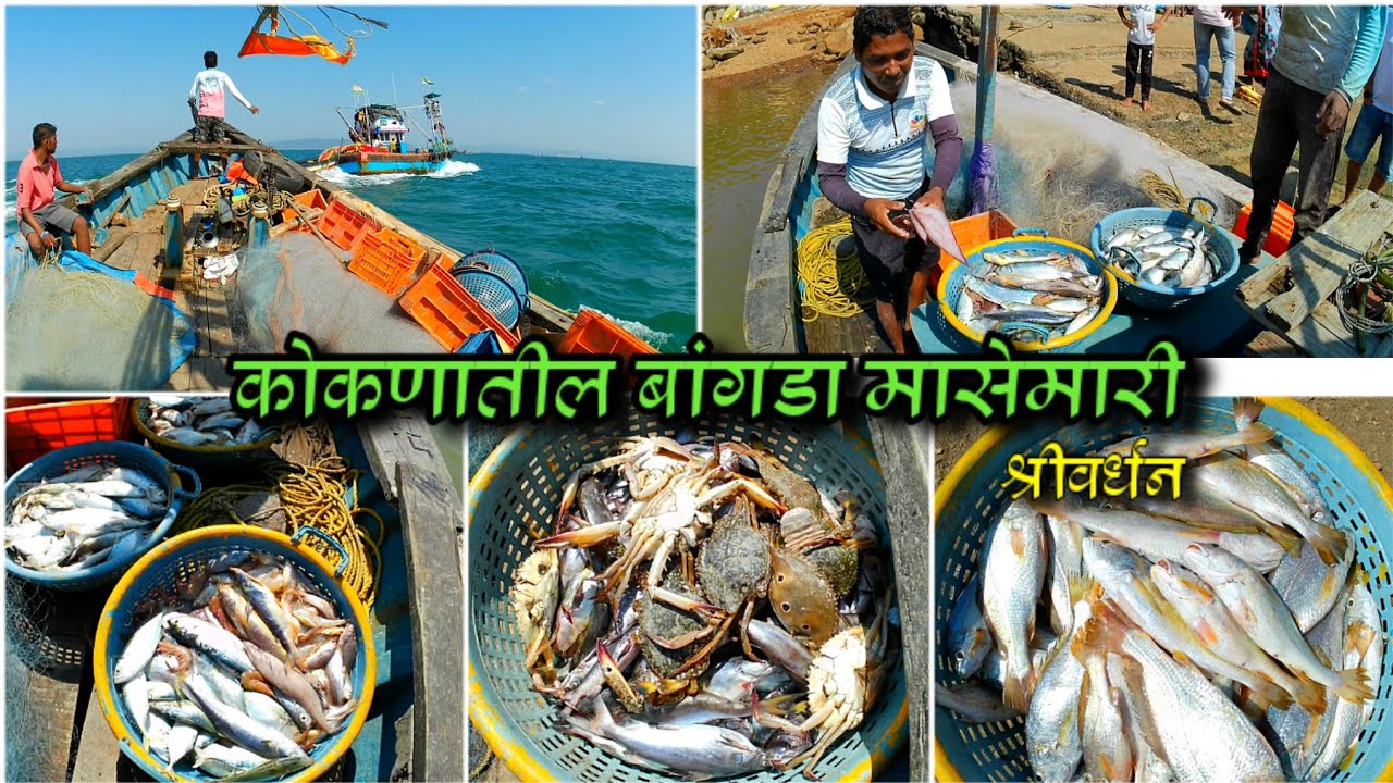 amazing mackerel Fishing | बांगड्याची तुफान मासेमारी | Shrivardhan