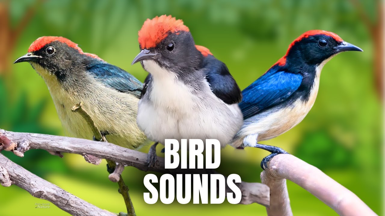 The Charm of the Scarlet-backed Flowerpecker: Nature's Red Jewel.