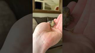 Skittles likes to go on adventures under the couch 😂 #cute #funny  #pets #animals #farm #quail