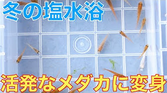 塩浴 Youtube