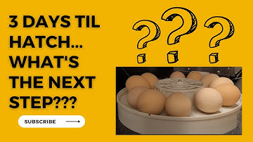 3 Days Until Our Baby Chicks Hatch! What’s Our Next Step?  (using the KEBONNIXS Incubator)