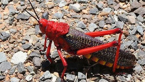 Locust attack india,Locust swarm,Locust,Locust damage crops! Locust invasion! Locust destroy crops !