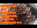 LOMBRICOMPOSTAJE Y LOMBRICES, PREGUNTAS COMUNES Y SUS RESPUESTAS 🐛🐛🐛  VIDEOLUNES #14