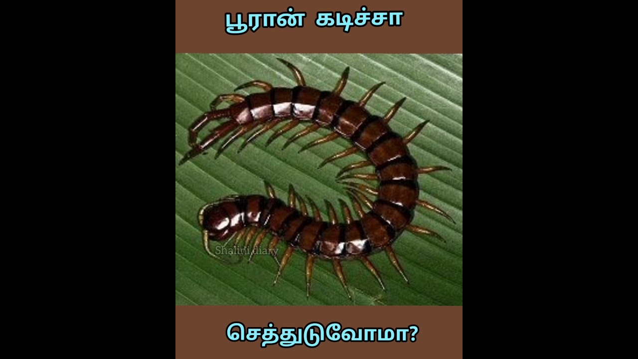 pooran kadichal enna pannanum? what to do if centipede bite ! 🦠 🤒🤧😱🤕 
