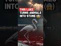 This Lake Turns Animals Into Stone😱 — And It's Real #shorts #viralshorts