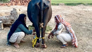 Buffalo Milking Evening Routine