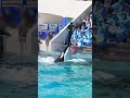 シャチとトレーナーさん一心同体!! #Shorts #鴨川シーワールド #シャチパフォーマンス #kamogawaseaworld #orca #killerwhale
