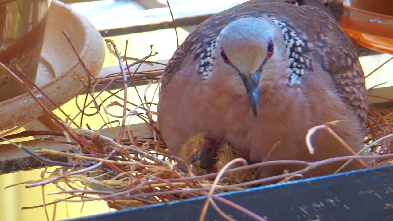 The spotted dove - Pruthvi's friend bird 