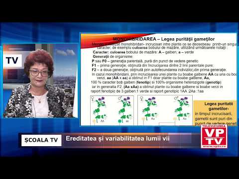 Video: Monoterapia Cu Avelumab Ca Tratament De Primă Sau De A Doua Linie La Pacienții Cu Carcinom Renal Metastatic Cu Celule Renale: Faza Ib Rezultă Din Studiul JAVELIN Tumoră Solidă