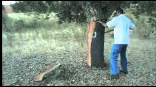 extracção da cortiça 1 - harvesting cork in Portugal