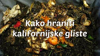 Kako Hraniti Kalifornijske Gliste Biootpadom Imamgliste